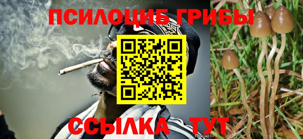Псилоцибиновые грибы Cubensis Тайшет